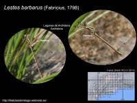 /album/familia-lestidae/a004-lestes-barbarus-copia-jpg/